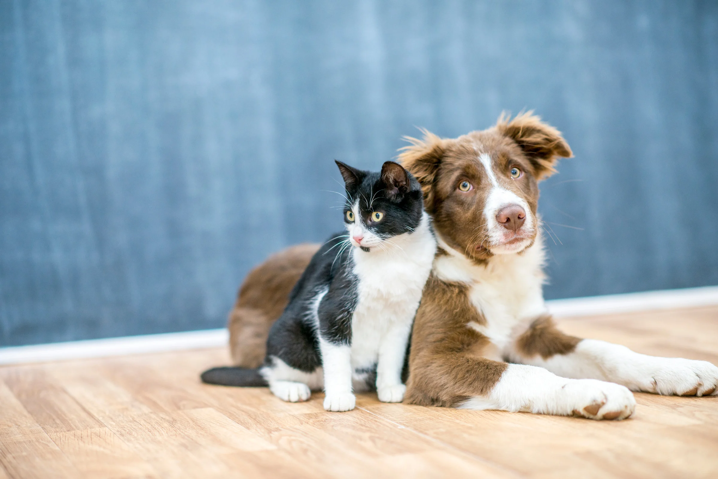 Cat and Dog Friends - Pet Boarding in Junction TX