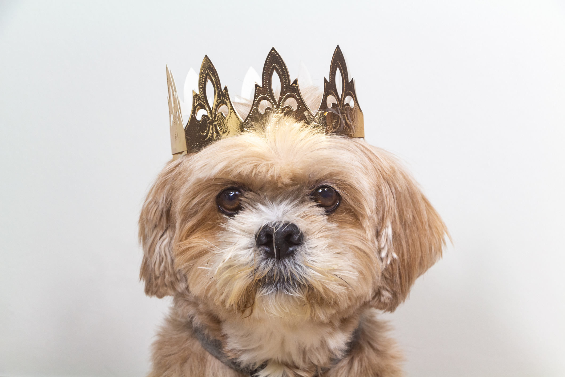 Lhasa Apso Dog with Crown - Royal Pet Care